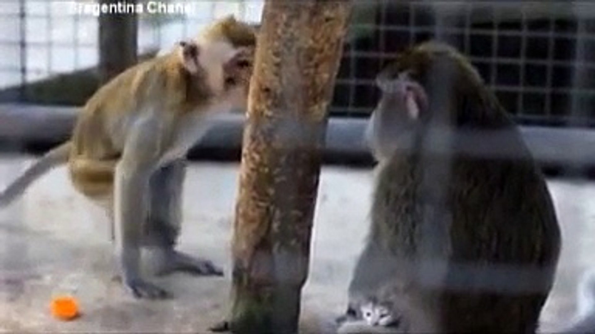Monyet Aneh