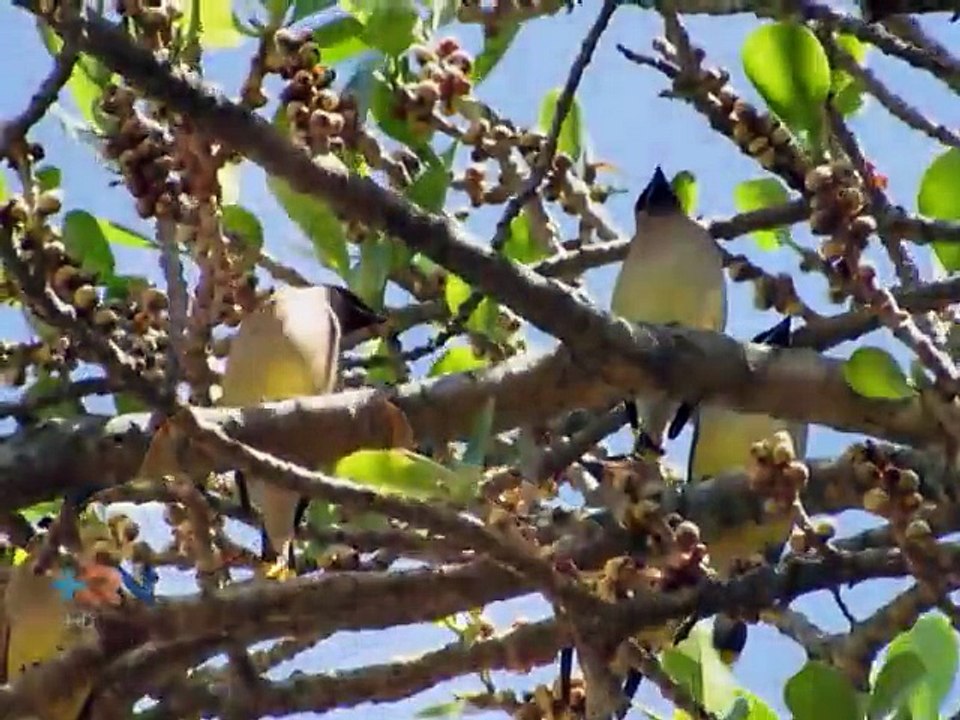 Una de las aves más hermosas del mundo está de visita en Costa Rica