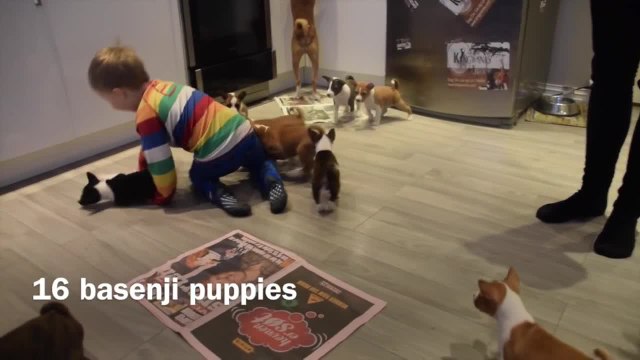 16 Basenji puppies having the time of their lives!