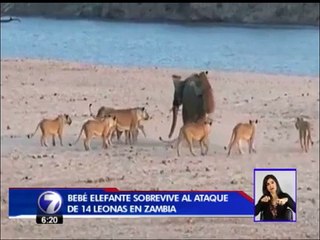 Un pequeño elefante sobrevivió al ataque de una manada de leones