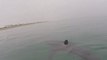 Dos hombres filmaron encuentro cercano con tiburones blancos