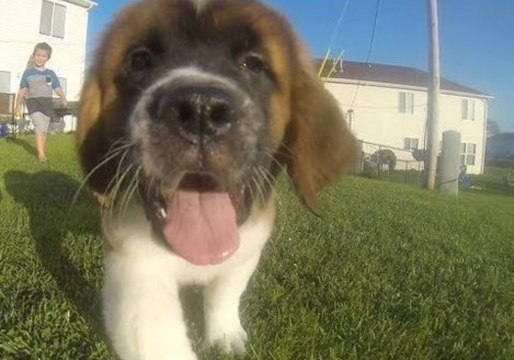 Saint Bernard Puppy Chases GoPro