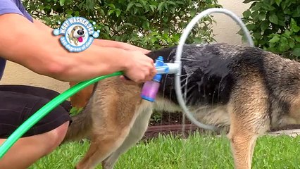 L'Invention Révolutionnaire pour Laver et/ou Rafraîchir votre Chien