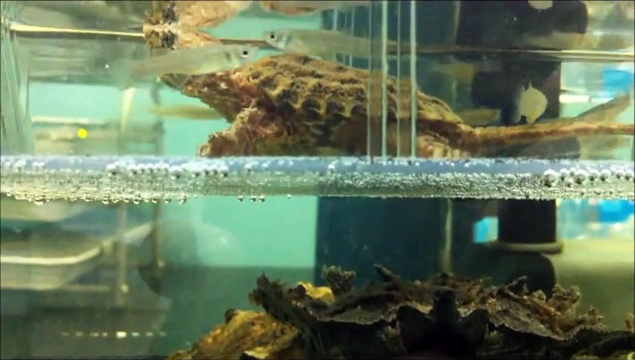 alligator snapping turtle and matamata turtle mata mata