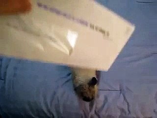 Ce lapin aide son propriétaire à ouvrir son courrier!