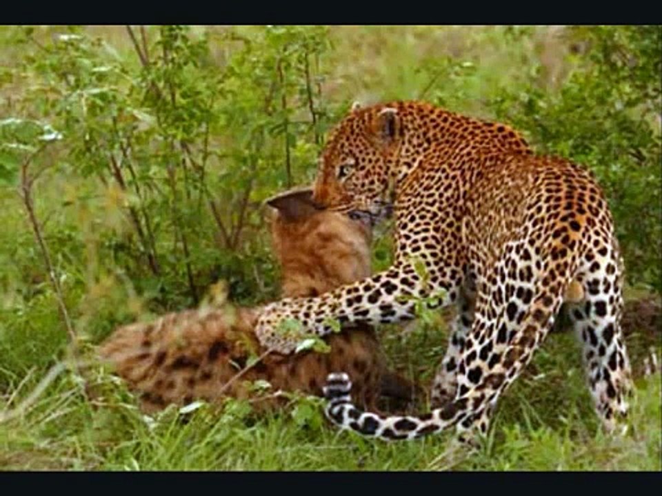 Leopard vs Hyena, Leopard is obious winner.