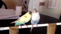 What you need to make bridge perches for small parrots
