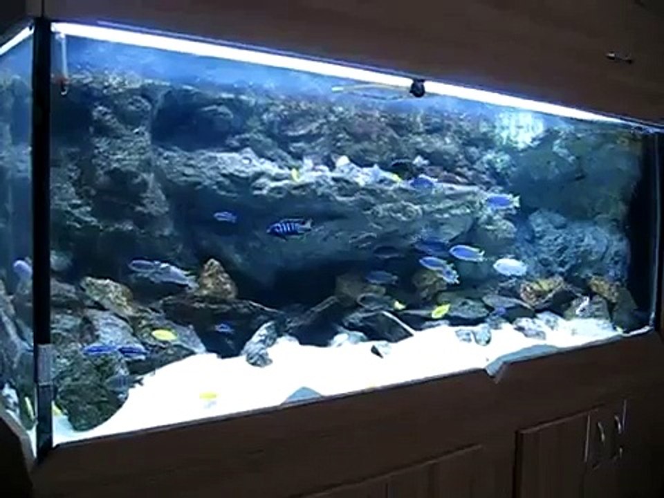 550L malawi aquarium