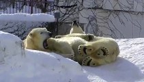 ホッキョクグマの静と動~Polar Bear