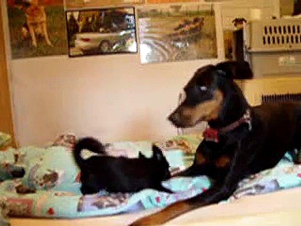 Chihuahua - Doberman
