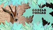 Gasela dorcas sahariana (Gazella dorcas neglecta)