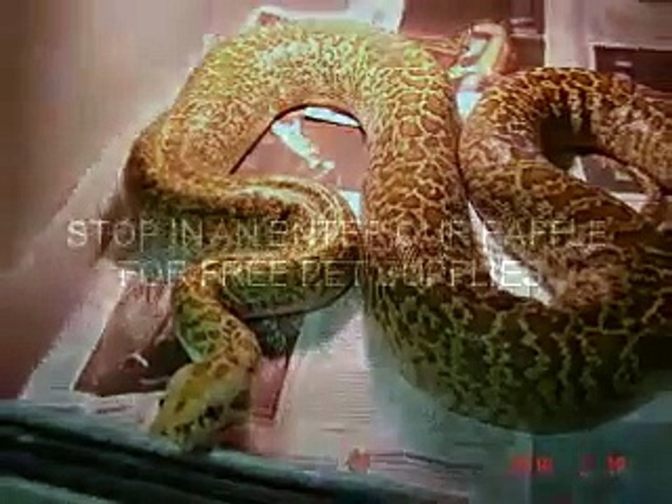 TAKE IT OFF ...REPTILES RULE