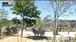 Pic de chaleur: les animaux du zoo de Vincennes aussi ont chaud