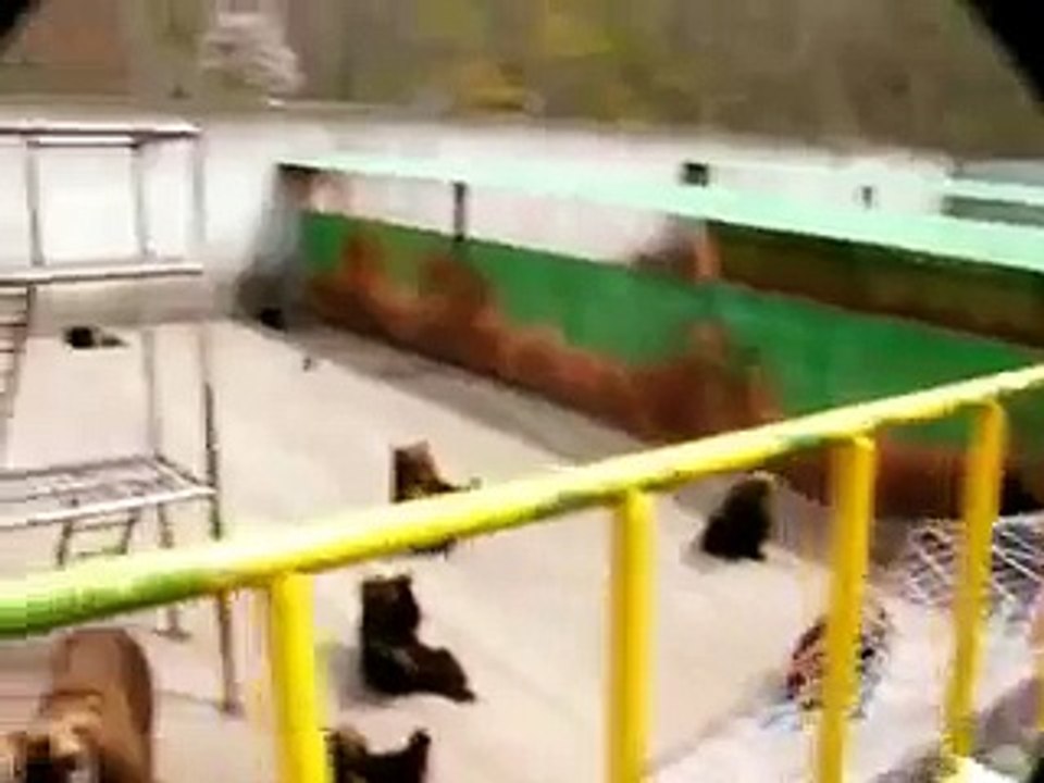 八幡平熊牧場：クマ牧場の光景