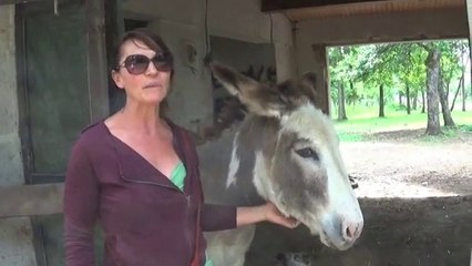 Balade avec un âne à Saint-Bris-le-Vineux