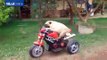 Pugs of Anarchy HD Official Video Pooch Takes His Motorbike for a Spin - Collegegirlsvideos