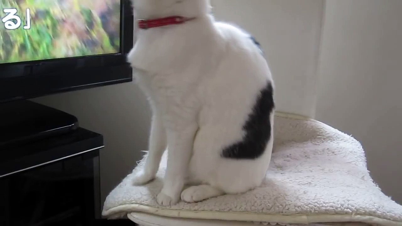 あまちゃんのテーマ曲とネコのたま第八弾。「あっ、やっちゃった・・・・」Japanese cat Tama8 Ama-chan