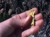 Gold Nuggets - Gold Detecting - Gold Prospecting
