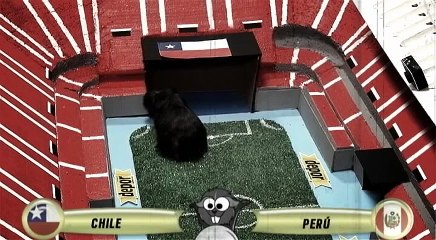 Argentina vs. Paraguay: el Cuy Yimi ya eligió al ganador de este partidazo (VIDEO)