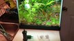 13. Types of Diffusers for a DIY Co2 System for Planted Aquariums