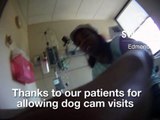 Dog cam #34 Swedish/Edmonds Therapy Pup