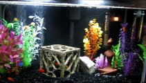 10 gallon aquarium tank with platies and a betta.