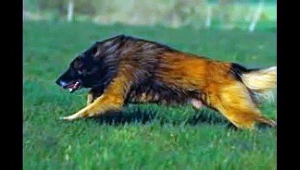 احسن 10 كلاب في العالم