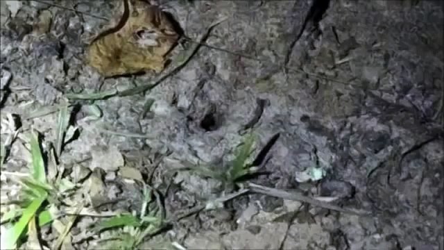 VIDEO SCOPERTA INCREDIBILE ECCO COSA SUCCEDE METTENDO 650 ° ALLUMINIO FUSO NEL FORMICAIO!