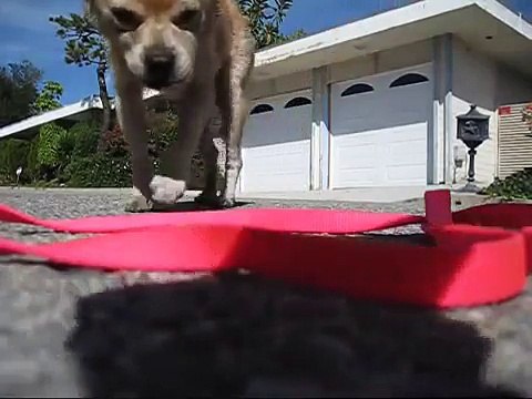 Dog captured today up in the hills of Bel-Air (by Eldad Hagar)