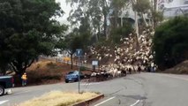 A huge herd of goats crossing the road