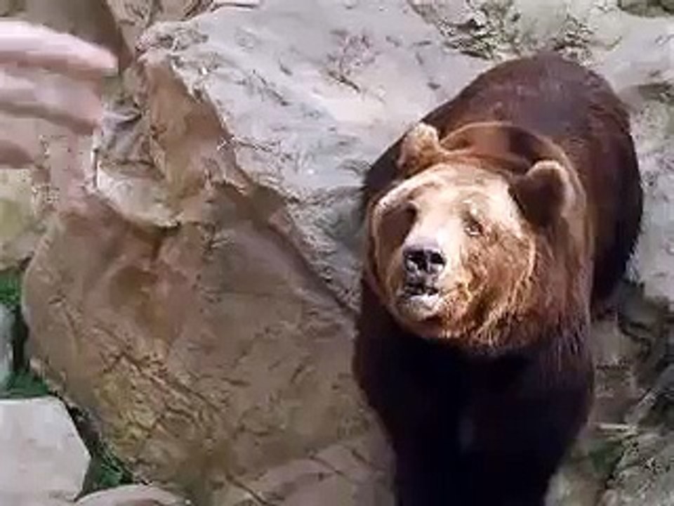 Bear in Wildpark