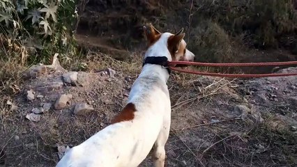 Dog fight.  Pit bull vs Akita