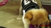 Funny Animals Compilation 2015   Funny Dog & Cat   Funny Videos   Funny Pranks