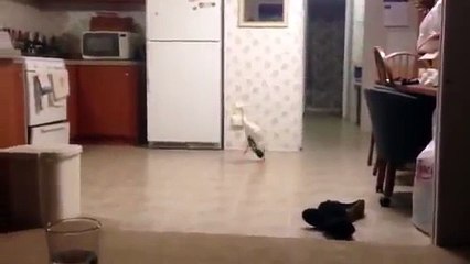 Coco the duck runs and battles a magazine