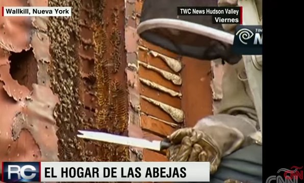 Familia descubre que su casa fue invadida por un millón de abejas