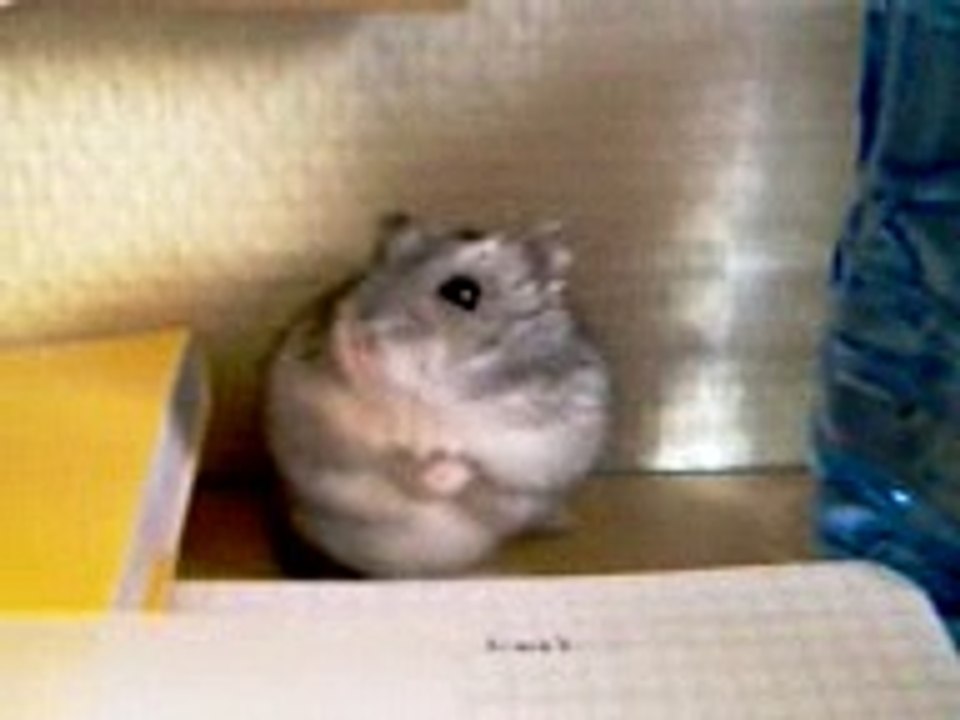 Mon hamster fait sa toilette