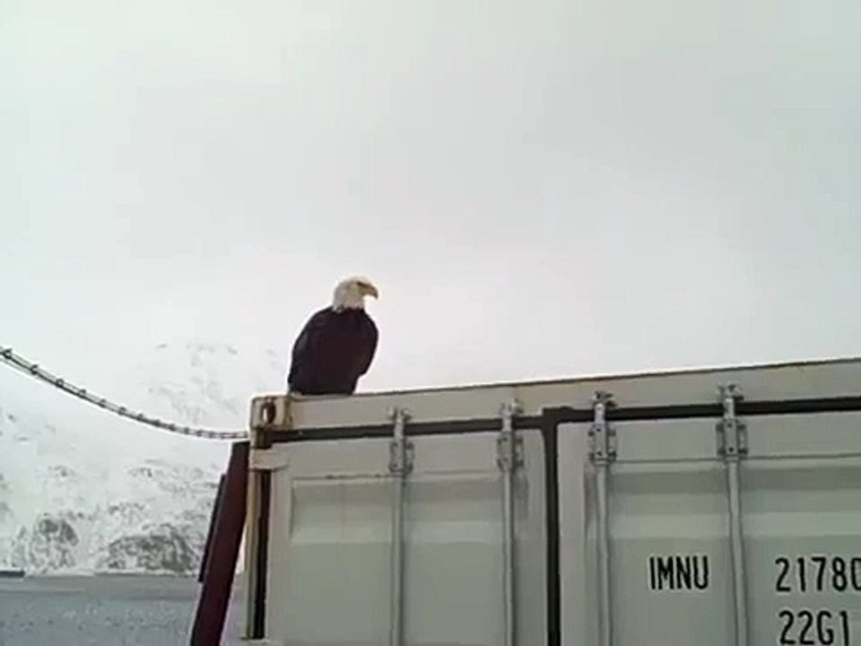 How An Eagle Gets Around With It's Wings