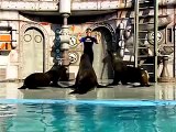 Sea Lion Aerobics | SeaWorld® San Diego