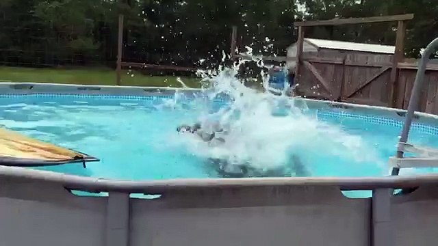 Así es como un oso trata con la ola de calor que está afectando a EE.UU