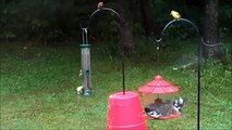 Birds Active at Feeders on Rainy Day