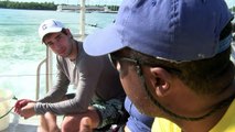 En Floride, des plongeurs à la rescousse des récifs coralliens