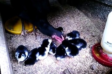 Induk atau Babon Ayam mengajari Anak nya Mencari Makan