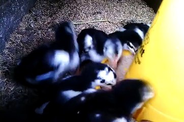 Anak Ayam Bangkok Umur 14 Hari