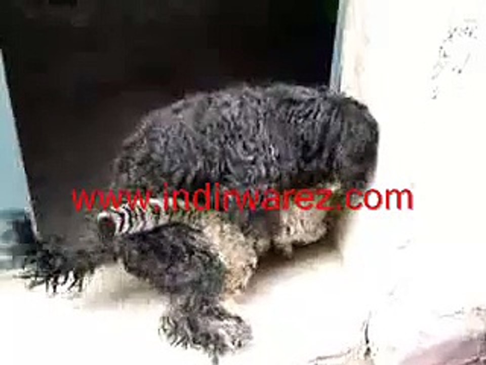 Dog vs Cat