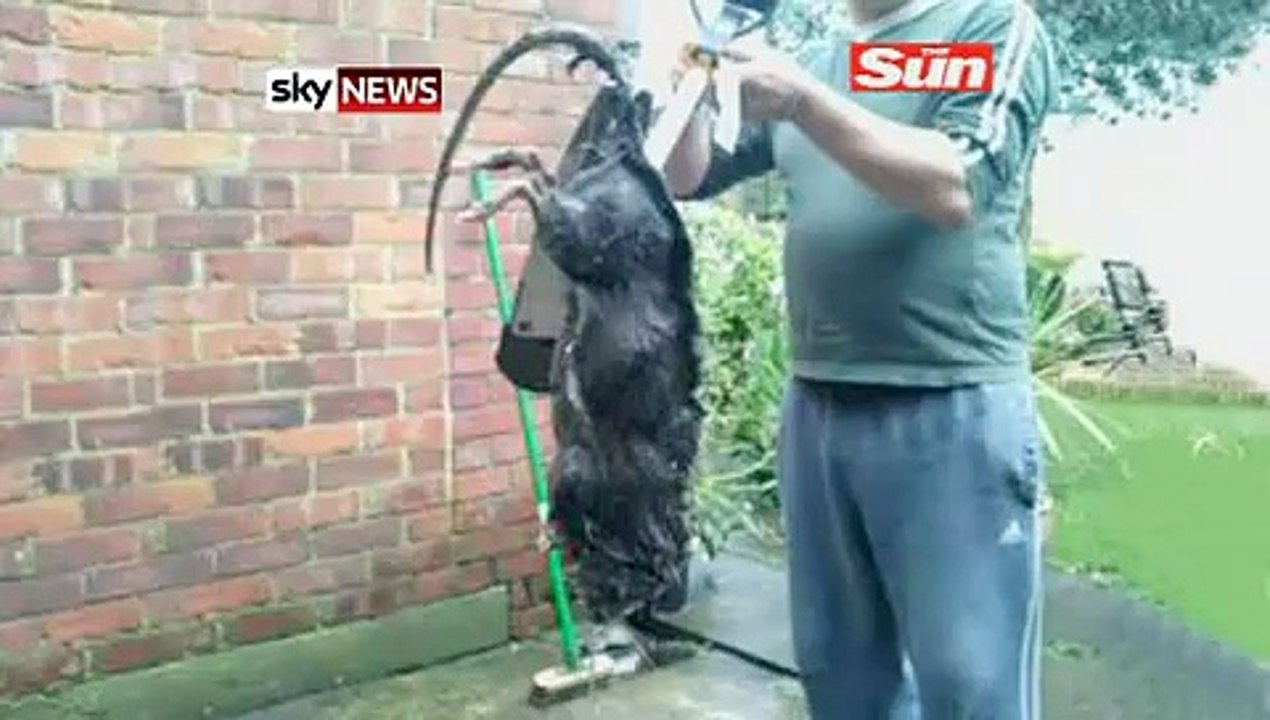 Giant 'Ratzilla' Shot Dead In Bradford