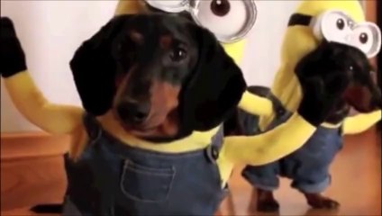 Puppies Dressed as Minions Will Make You Laugh So Hard