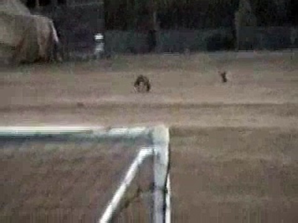 Foxes boxing