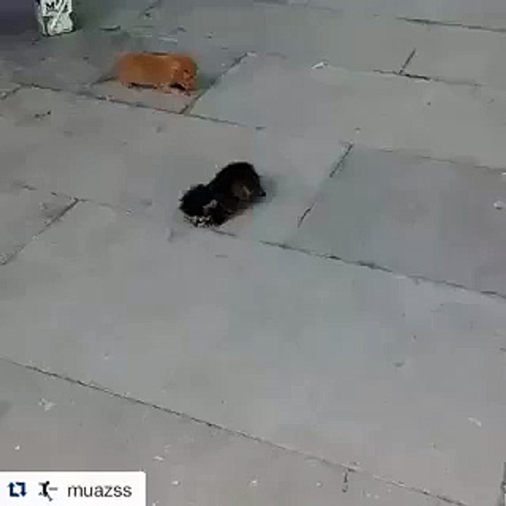 SÜT ANNE BULUNMUŞTUR.