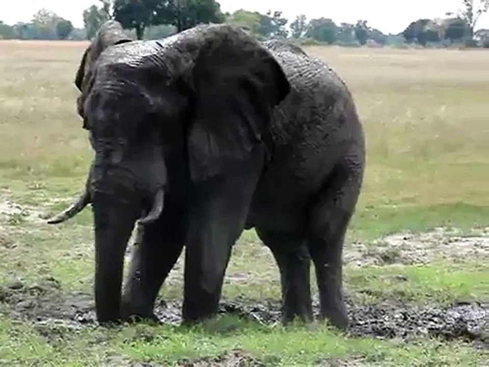 Elephant Shower