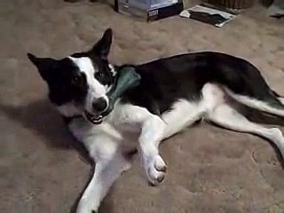 Magpie the Border Collie